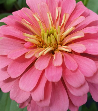Zinnia Magellan Salmon